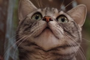 上を見る猫