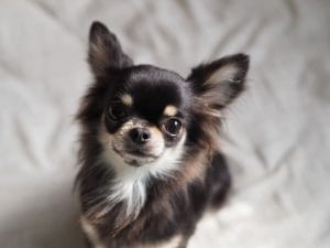 こちらを見つめるチワワ
