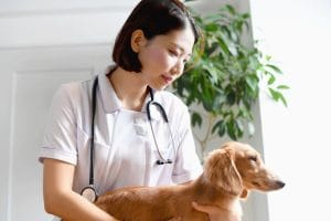 獣医師とダックスフンド