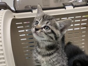 キャリーの中から上を見上げる子猫