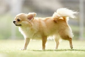 足を挙げているチワワ