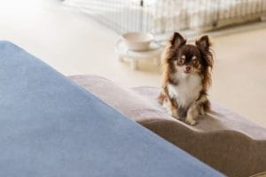 家の中で段差の途中にいるチワワ