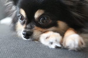 足の上に顔を置いて寝転ぶチワワ