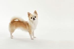 4本足で立ってこちらを見つめるチワワ