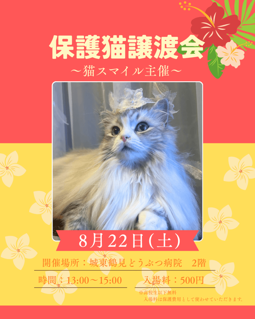 8月保護猫譲渡会