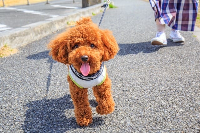 お散歩途中のトイプー