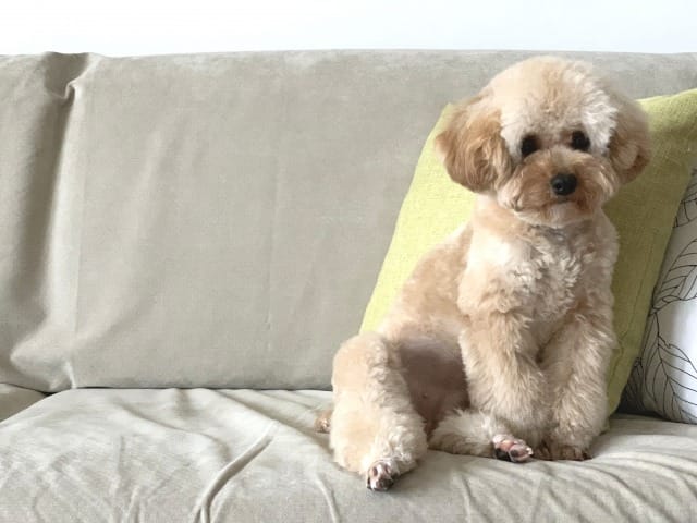 ソファでくつろぐトイプー