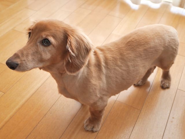 立っているダックスフンド