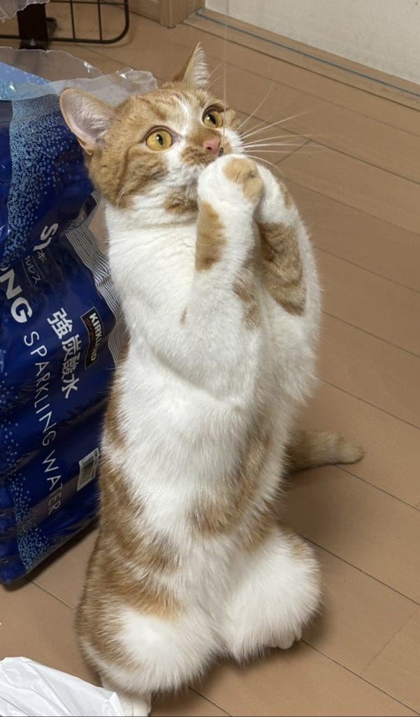 きなこちゃん