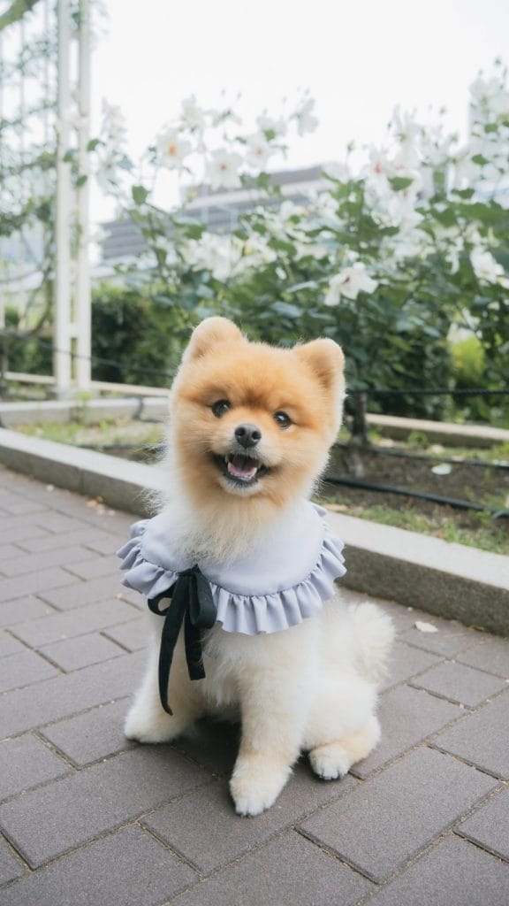 むぎおちゃん