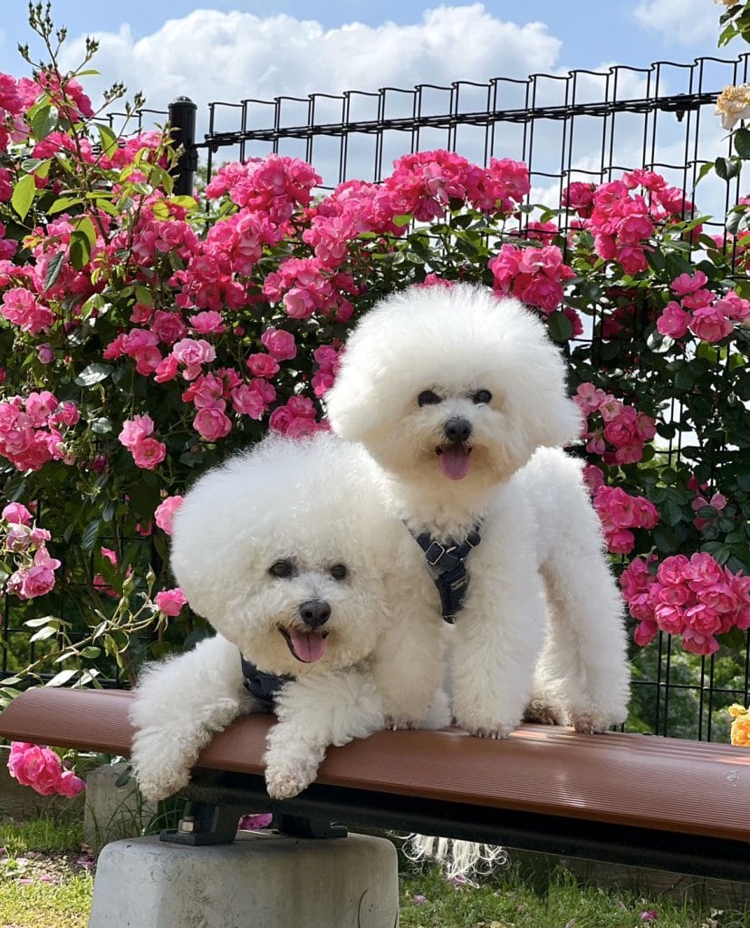 あきおちゃん＆ゆきおちゃん