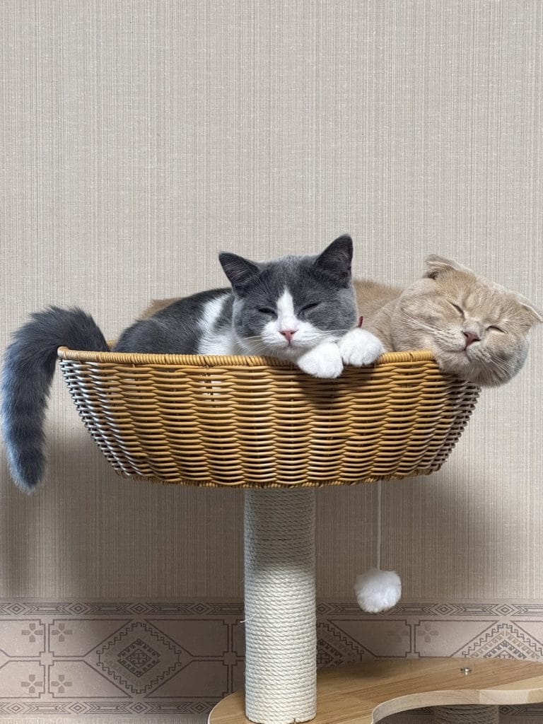 ラテちゃん＆メルちゃん