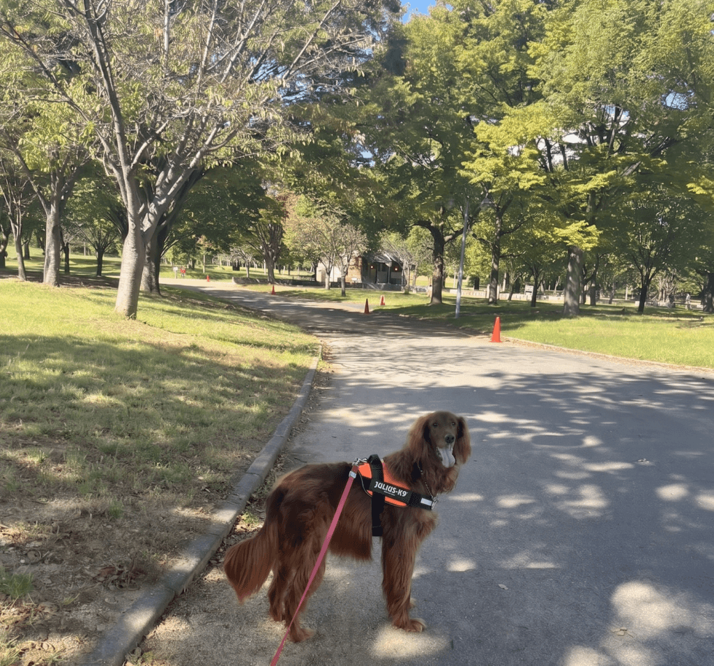 公園で振り返るアイリッシュセッター
