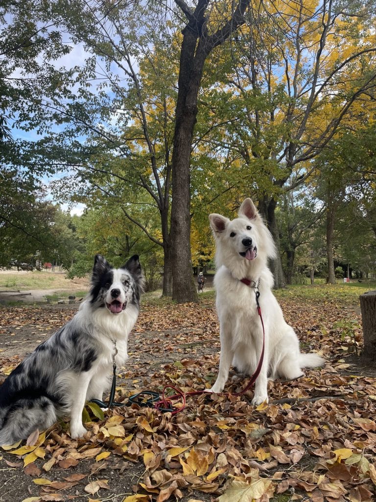 紅葉と一緒に写真を撮る犬たち