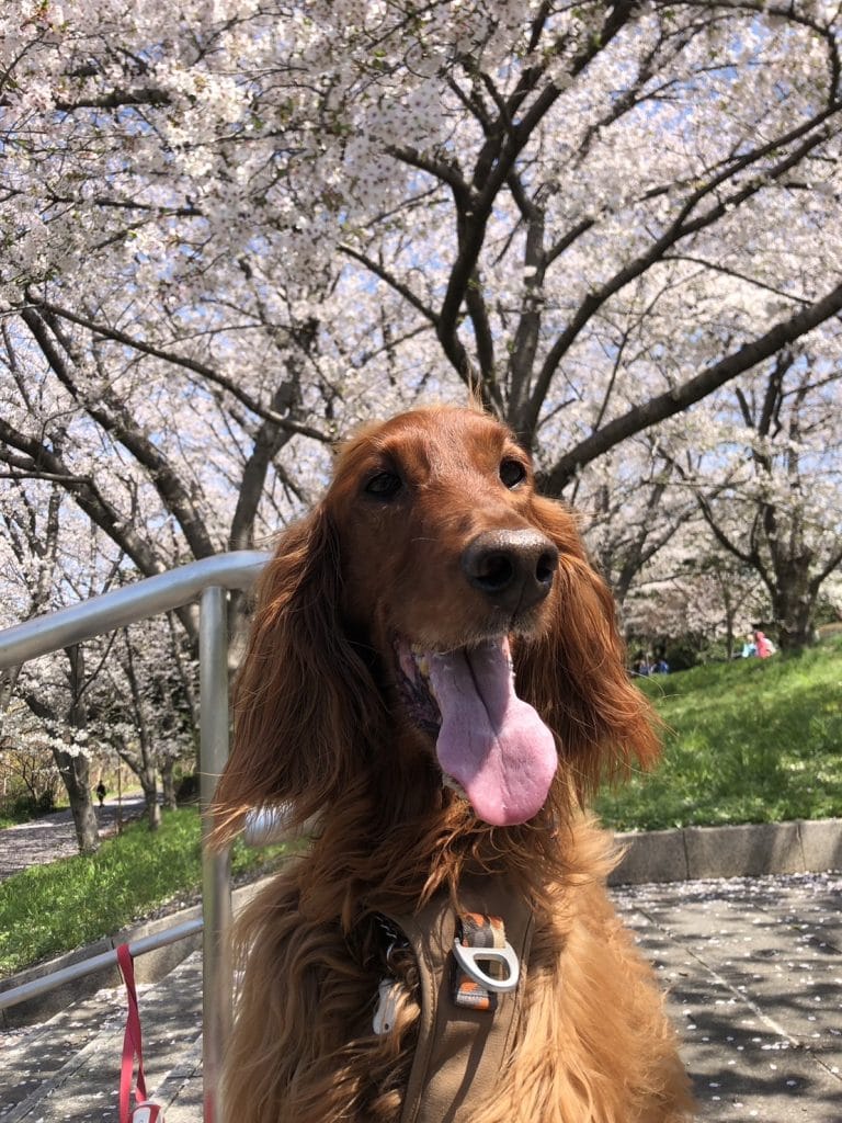 桜のしたにいるアイリッシュセッター