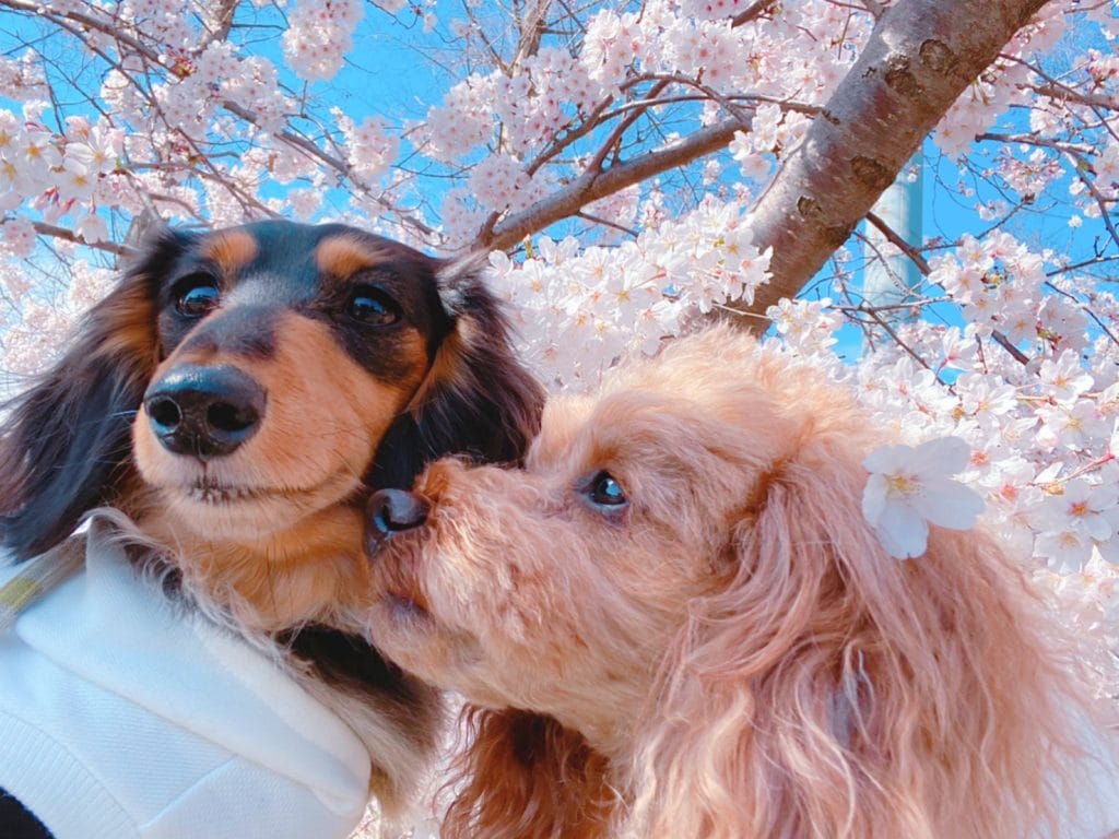 ティアラちゃん＆ティンカーベルちゃん