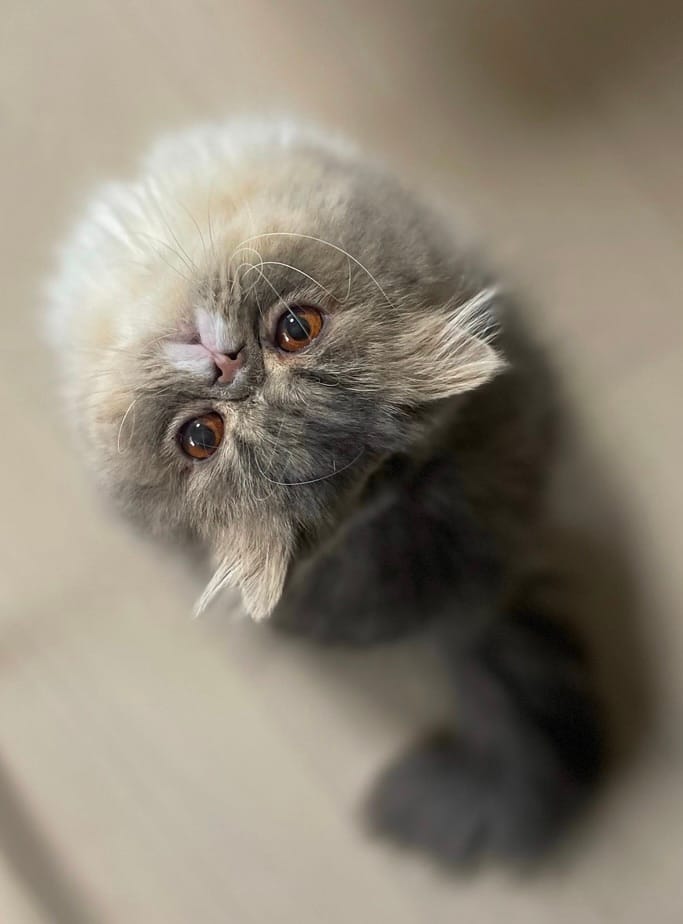 しおんちゃん