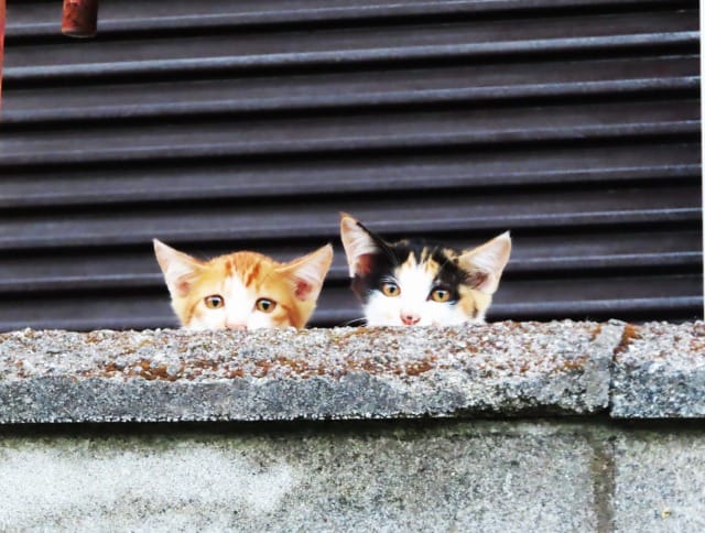 2匹の子猫
