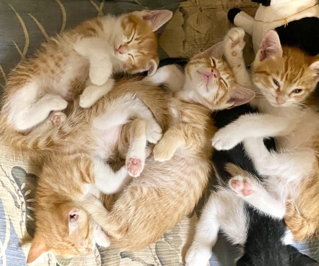 茶トラの子猫たち