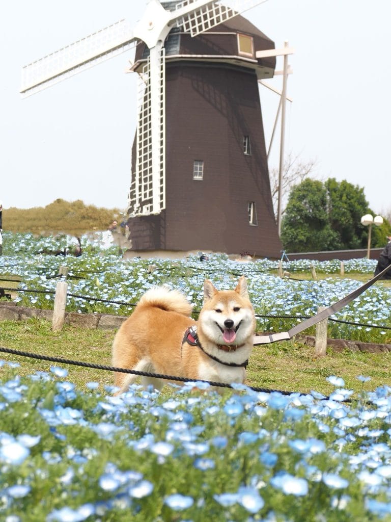 鶴見緑地公園の風車前でネモフィラと写真を撮る柴犬