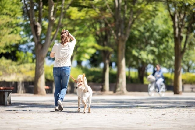公園を散歩する人と犬