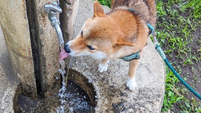 柴犬が公園で水を飲んでいる
