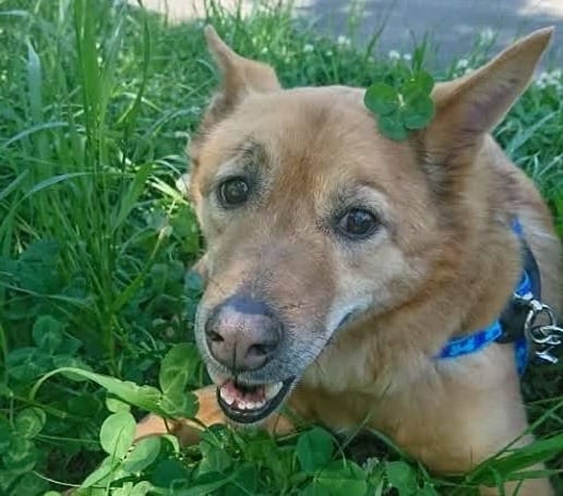 草むらの中のMIX犬