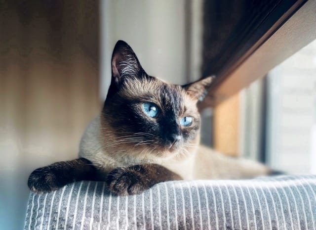 リラックスしているシャム猫