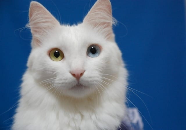 オッドアイの白猫