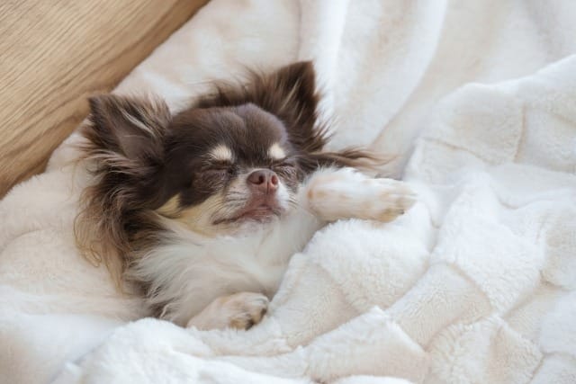 布団で眠るチワワ