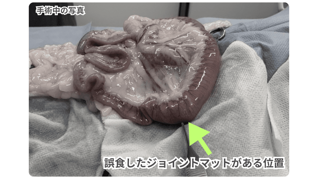 誤食したジョイントマットの消化管内での位置