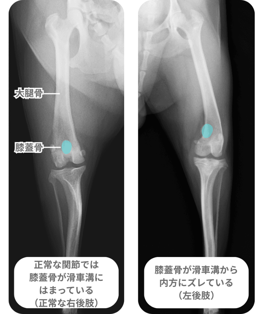 パテラのレントゲン画像：正常肢との比較