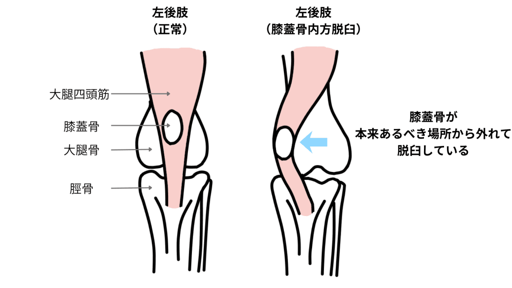 パテラ（膝蓋骨脱臼）の概要