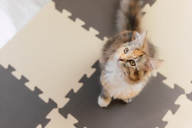 ジョイントマットで上を見上げる猫