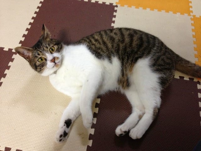 ジョイントマットの上で寝転ぶ猫