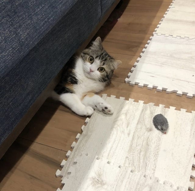 ソファの下から出てくる猫