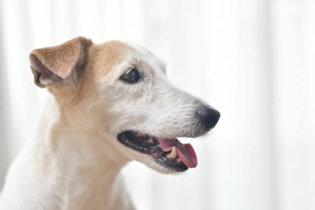白い部屋にいるシニア犬