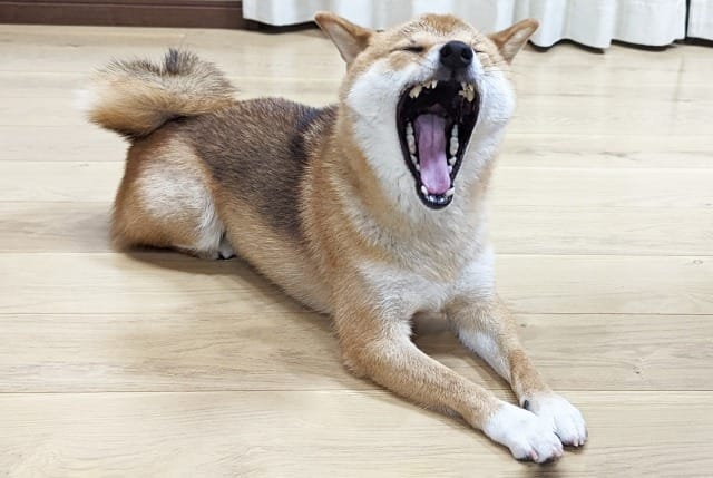 口を大きく開ける柴犬