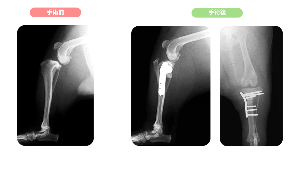 犬のTPLO 手術前後のレントゲン検査