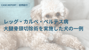 大腿骨頭切除術を実施した犬の一例
